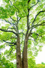 常緑樹、クスノキ、 エコロジー