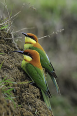 Chestnut-headed Bee-eater (Merops leschenaulti) 