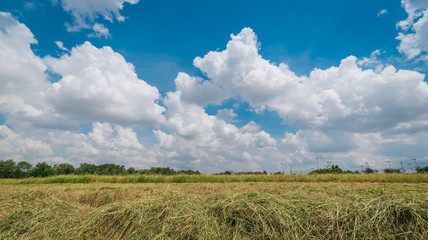 Obraz premium Rices field landscape with clouds and blue sky background