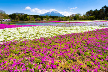 Fuji Mountain ans Shibazakura garden