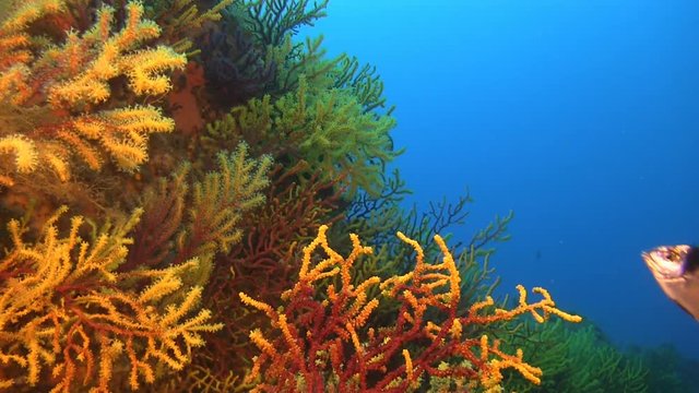 Deep water reefs Violescent sea-whip gorgones, Spain