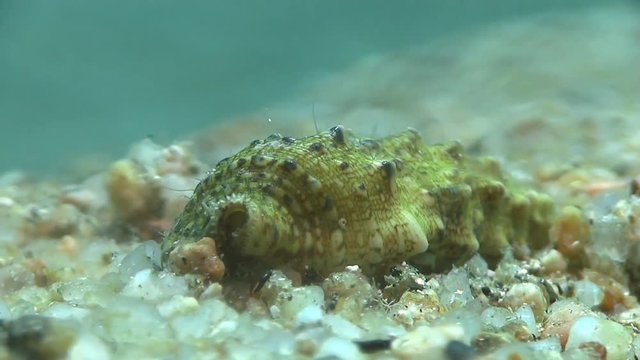 Costa Brava, diving the Mediterranean sea, Hermit crab, Spain