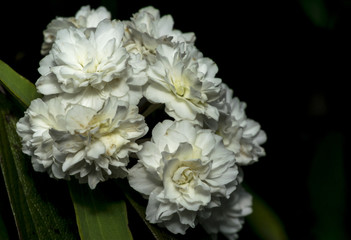 White flowers in the wild