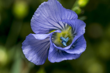 Beautiful purple blue flower