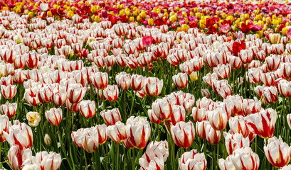 Field with lots Canada 150 white and red tulips