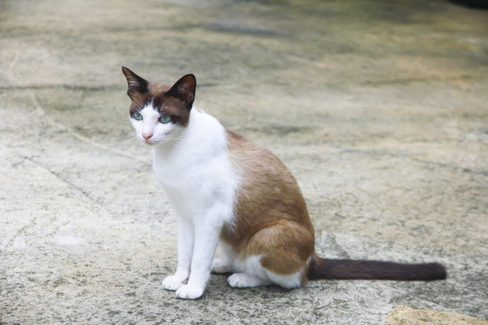 Stock Photo - Cute Cat in Bangkok City, Thailand