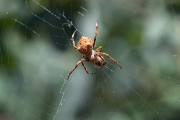 Garden Orb Spider