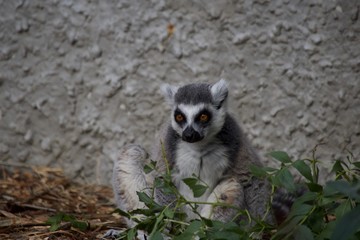 Ringtail Lemur