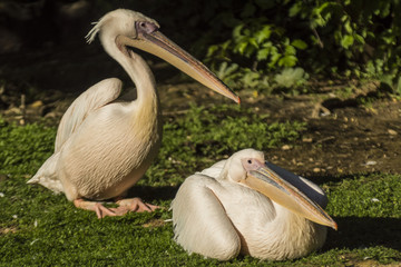 Lyon - Parc de la Tête d'Or.