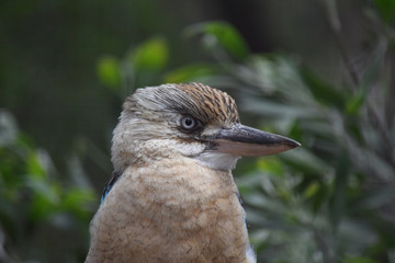 Kookaburra