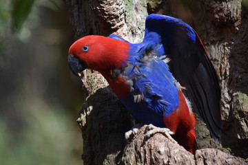 Red parrot