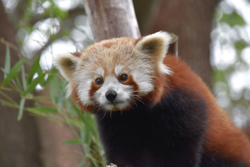 Obraz premium Red Panda