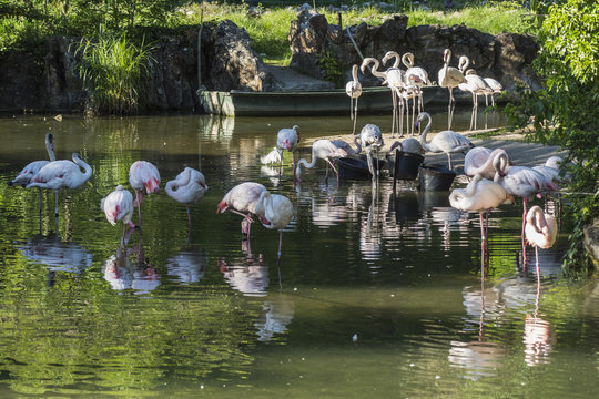 Fototapeta Lyon - Parc de la Tête d'Or.
