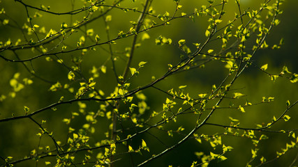 Young green foliage in the trees. Spring forest.