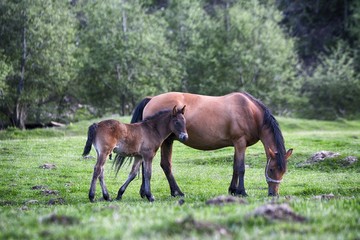 Colt drink milk from mare in pasture