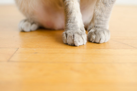 Cat Paws