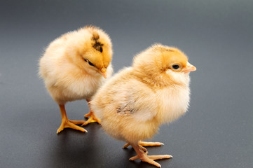 Yellow chickens looking at one black isolated on a background