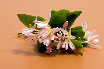 Fototapeta na wymiar Beautiful daisy flowers isolated on brown background cutout