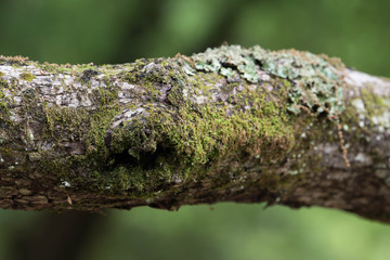 新緑の森の枝のアップ
