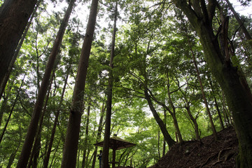 新緑の森を見上げたイメージ