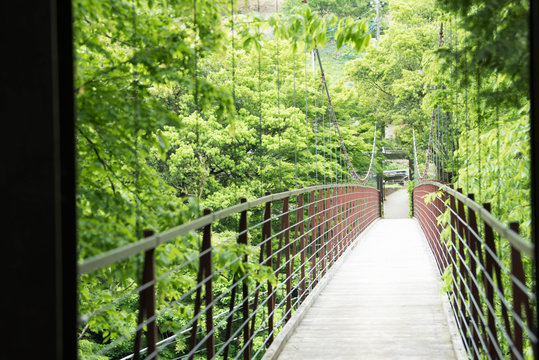 新緑の吊り橋 suspension bridge