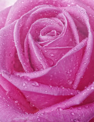 rose with water drops close up 