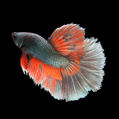 Halfmoon Betta on black background. Beautiful fish. Swimming flutter tail flutter.
