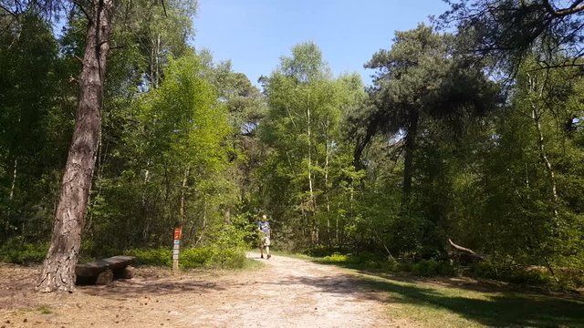 Man walks in Forest at the National Park in Nijverdal