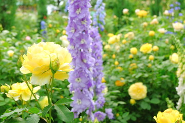 Obraz premium 黄色い薔薇とデルフィニウム