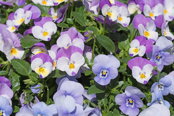 Hornveilchen, Viola cornuta