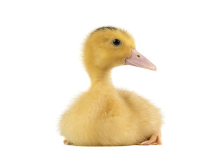 Domestic duckling isolated on white background