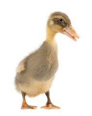 Grey cute duckling isolated on white background
