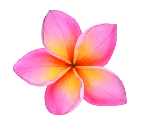 Cercles muraux Frangipanier frangipani or plumeria (tropical flowers) isolated on white background