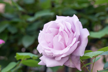 バラの花　いろいろなバラがきれいに咲いていた。