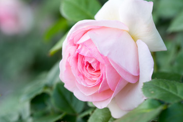 バラの花　いろいろなバラがきれいに咲いていた。