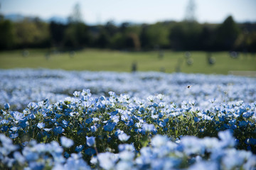 ネモフィラの花畑の広角写真