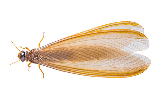 A flying termite or Alates isolated on white background.