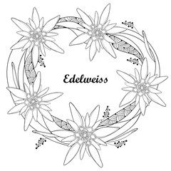 Vector round wreath with outline Edelweiss or Leontopodium alpinum flower isolated on white. Symbol of Alp Mountains in contour style. Alpine mountain flower for summer design and coloring book.