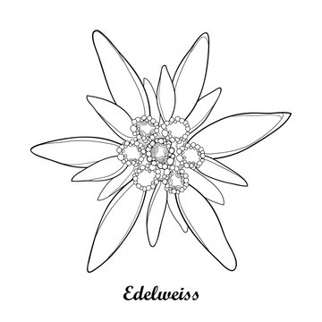 Vector illustration with outline Edelweiss or Leontopodium alpinum isolated on white background. Symbol of Alp Mountains in contour style. Alpine mountain flower for summer design and coloring book.