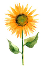Fototapeta premium watercolor sunflower