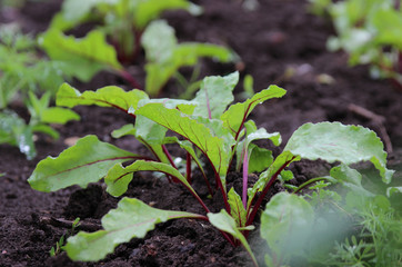 Beets, vegetable garden