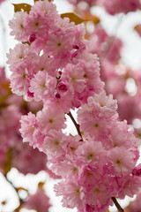 Spring flowering sakura