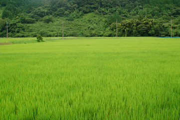 夏の田んぼ