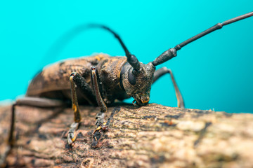 Brown Spined Oak Borer Longhorn Beetle (Arthropoda: Insecta: Coleoptera: Cerambycidae: Elaphidion...