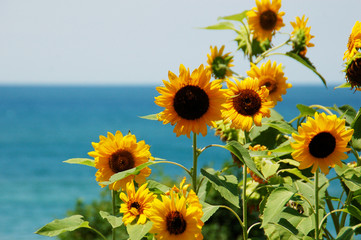 海辺のひまわり