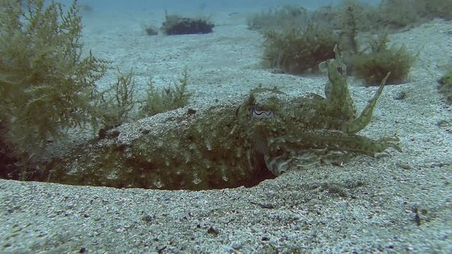 Costa Brava, diving the Mediterranean sea, Cuttlefish, Spain