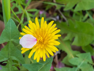 Cherry petal landed on dandelion