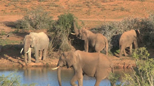 Elephants near waterpool