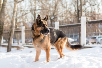 Dog german shepherd in a winter day