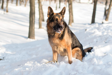 Dog german shepherd in a winter day